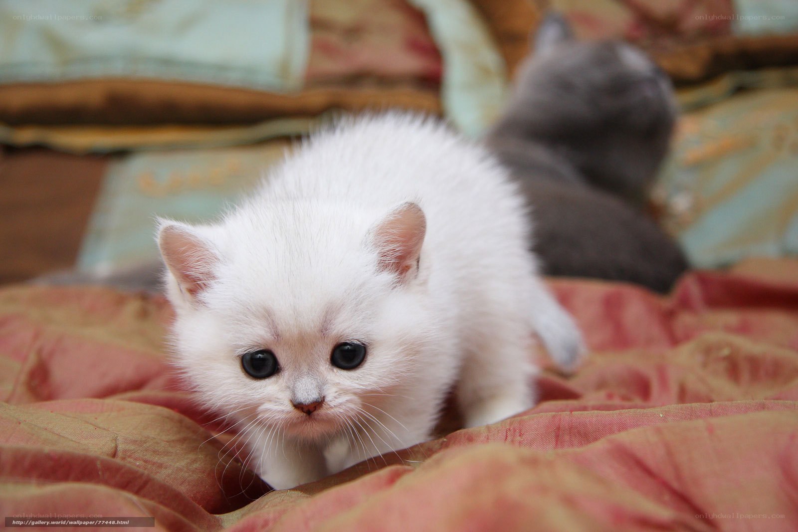 white kitten on a blanket