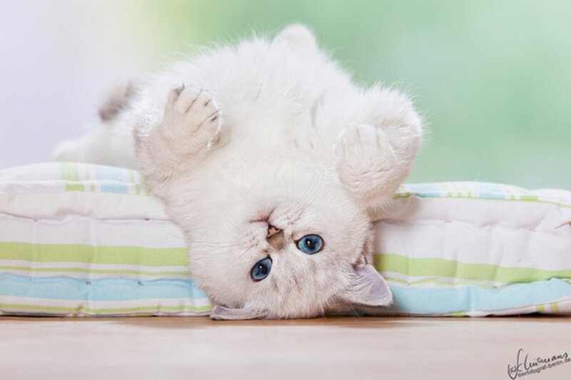 White Kitten on Back