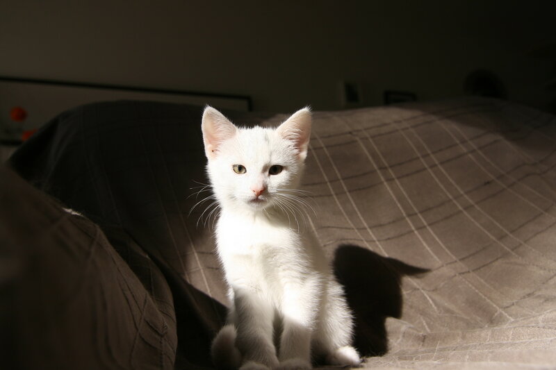 White Kitten on Bed