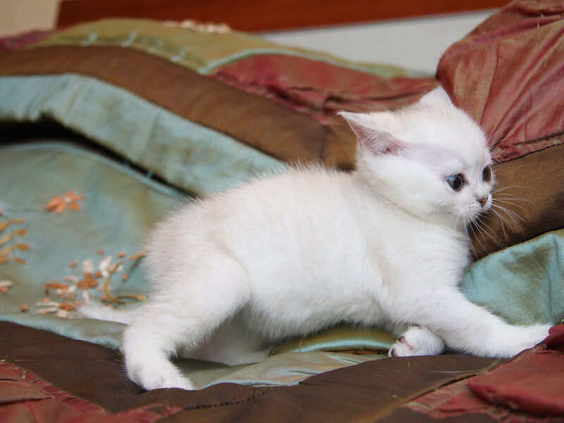 White Kitten on Bedding