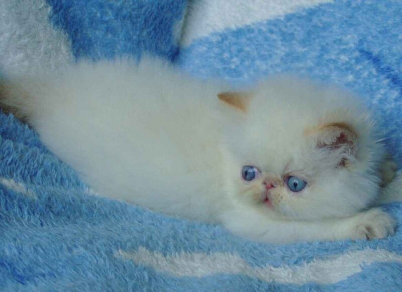 White Kitten on Blanket — Blue