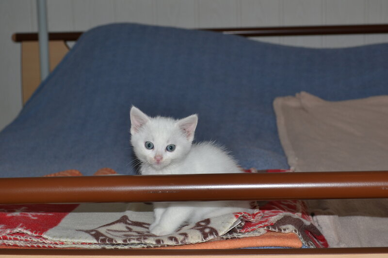 White Kitten on Blanket — Calm, Photograph, Bed
