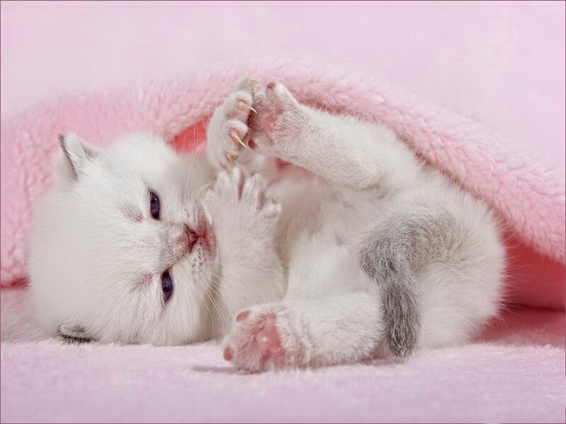 White Kitten on Blanket — Pink
