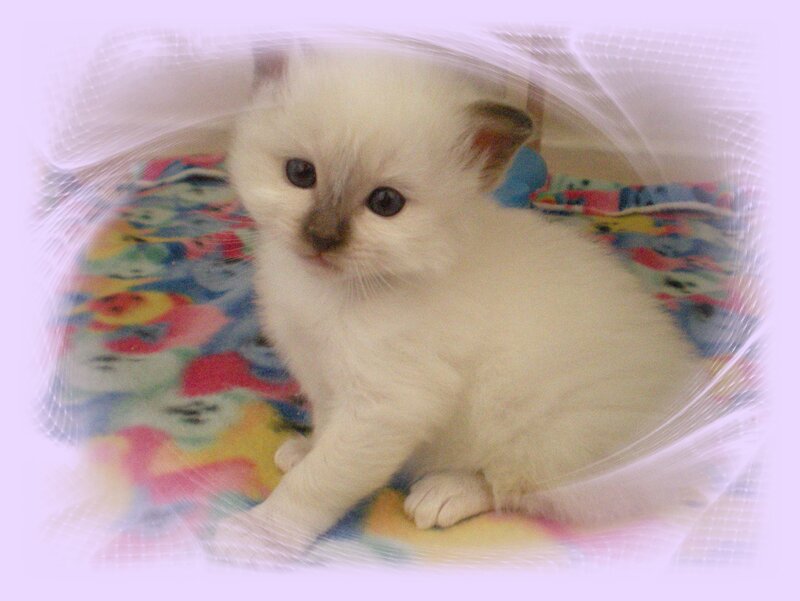 white kitten on blanket