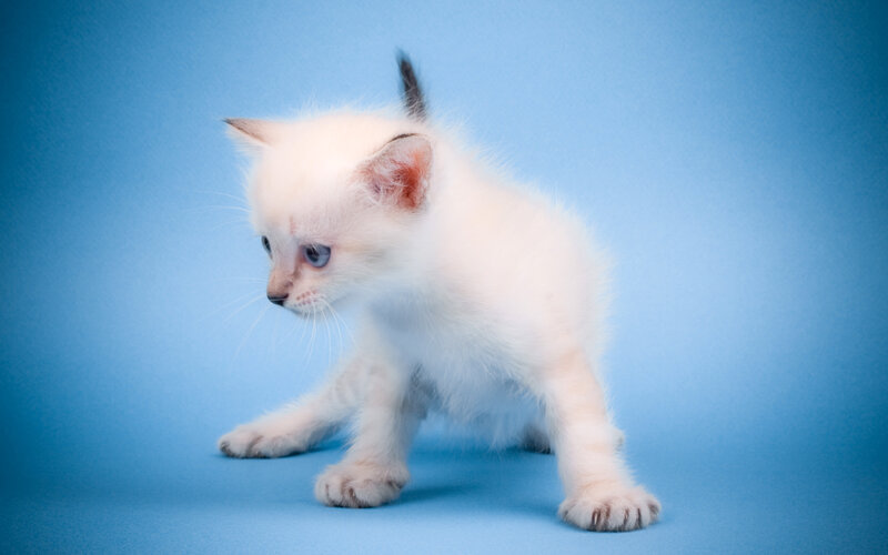 White Kitten on Blue — Calm, Photograph, Blue Background