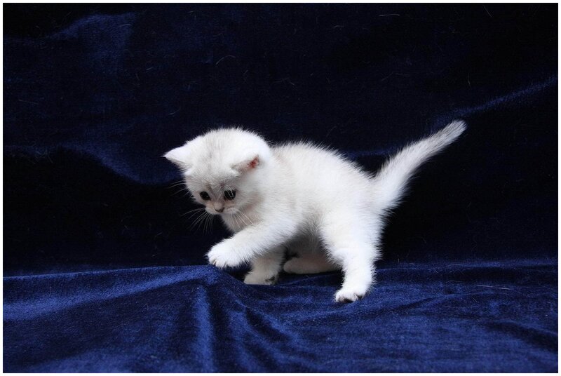 White Kitten on Blue — Calm, Photograph, Blue Fabric