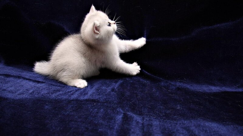 White Kitten on Blue — Calm, Photograph, Cat