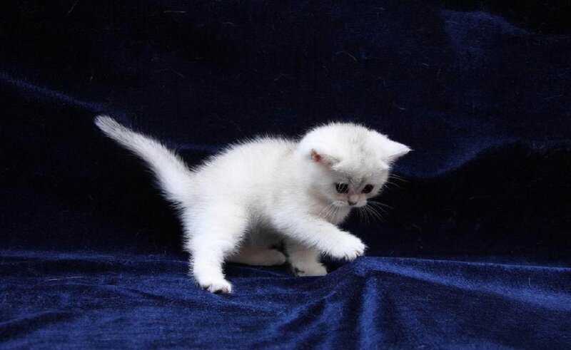 White Kitten on Blue — Calm