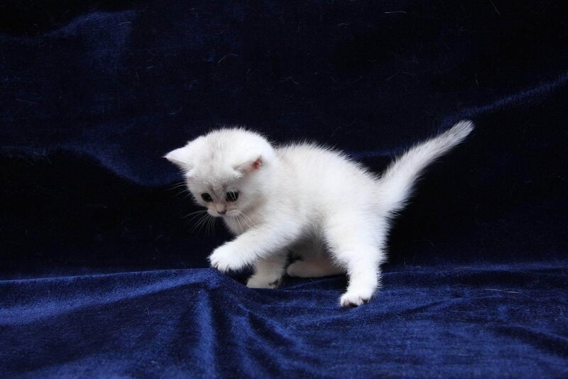 White Kitten on Blue Cloth
