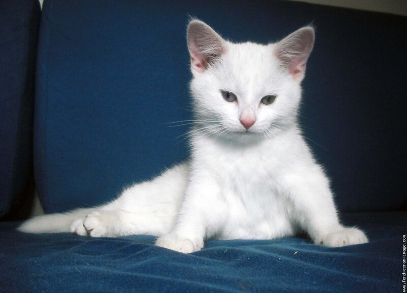 White Kitten on Blue Couch — Calm