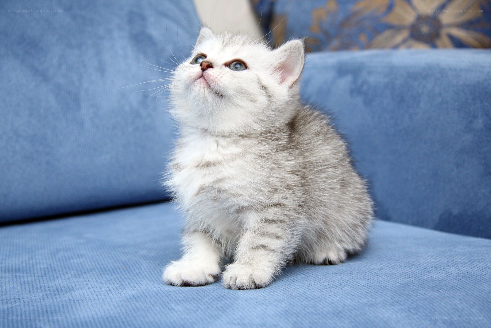 white kitten on blue couch