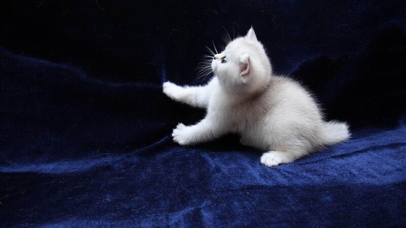 white kitten on blue fabric