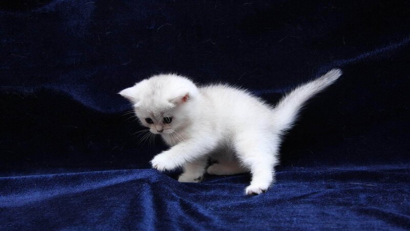white kitten on blue fabric