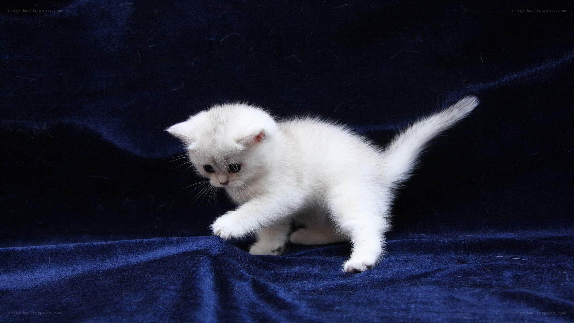 white kitten on blue fabric