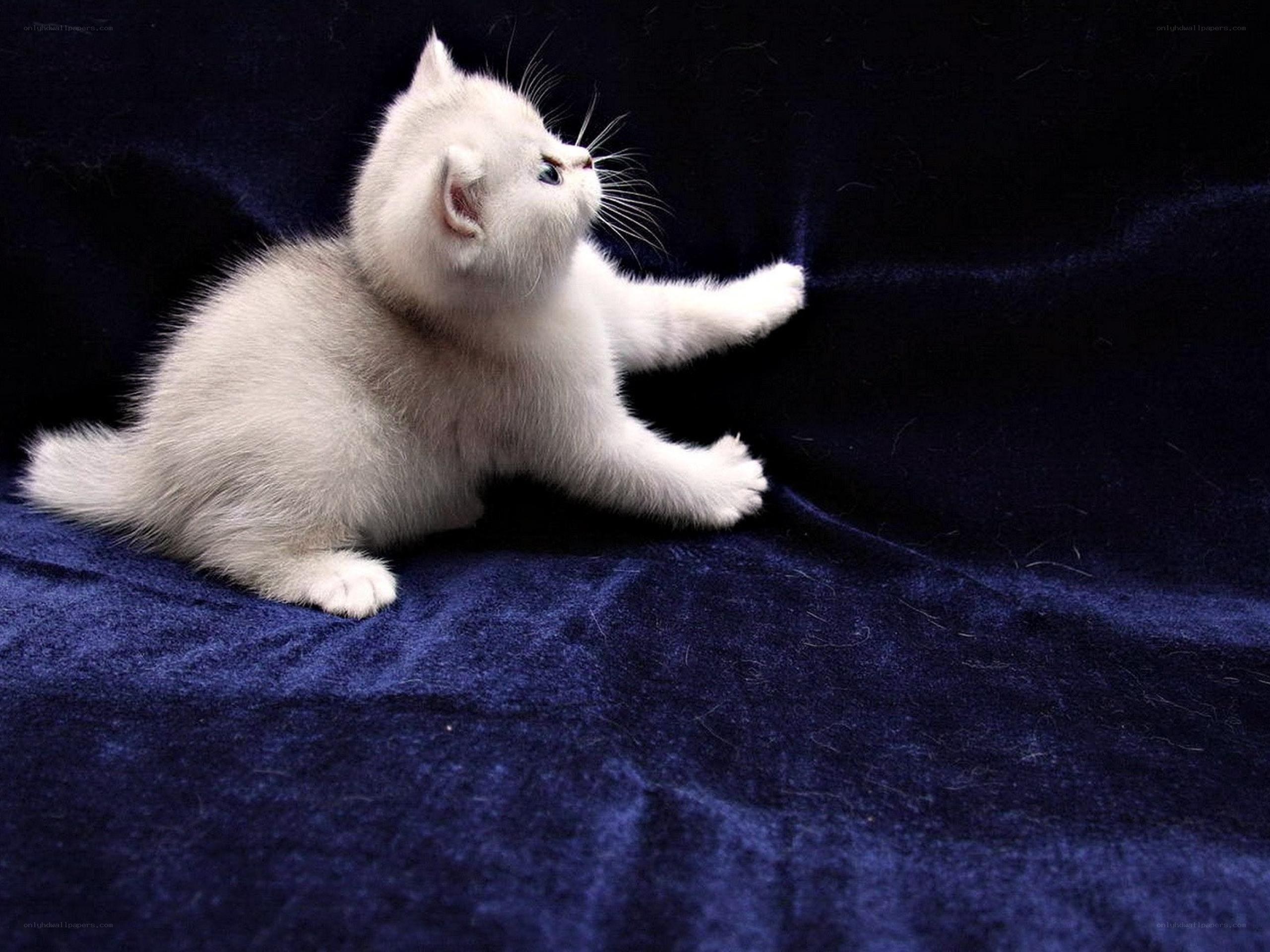 white kitten on blue fabric