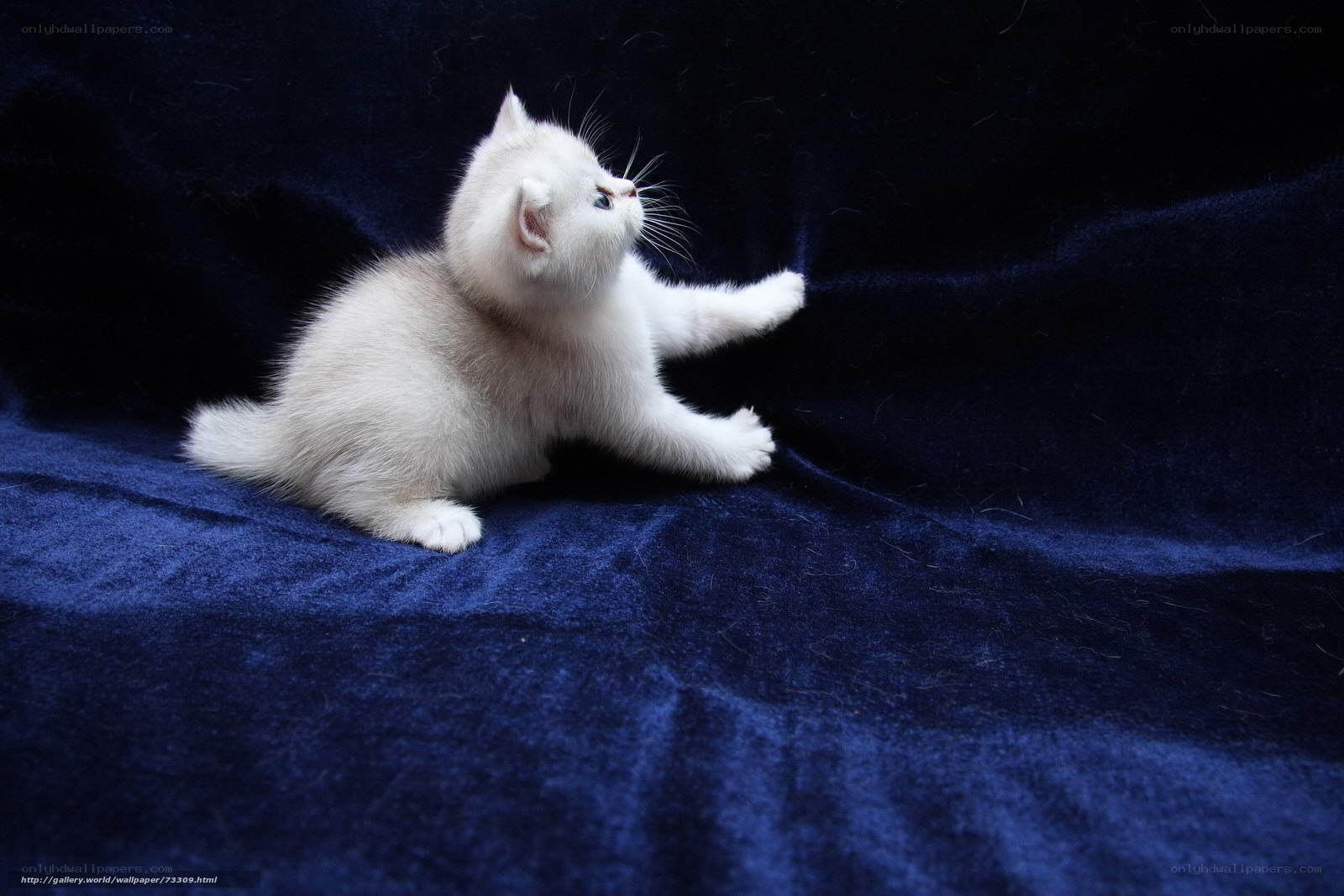 white kitten on blue fabric