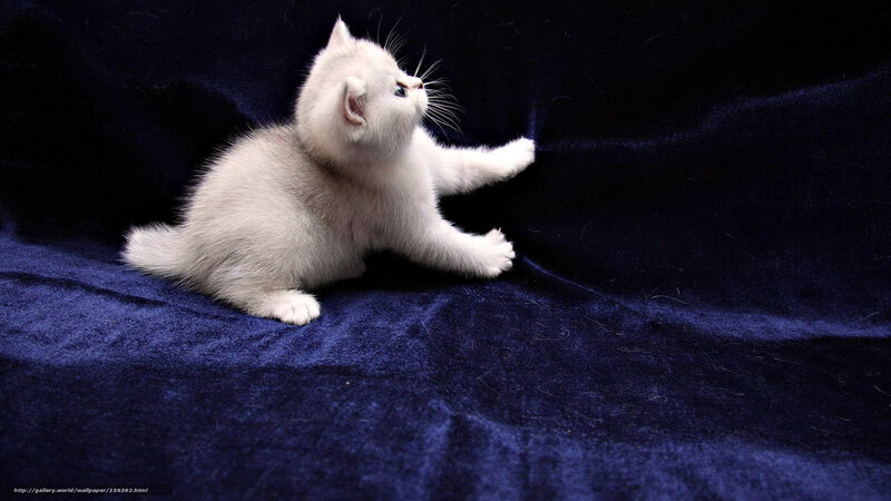 white kitten on blue fabric