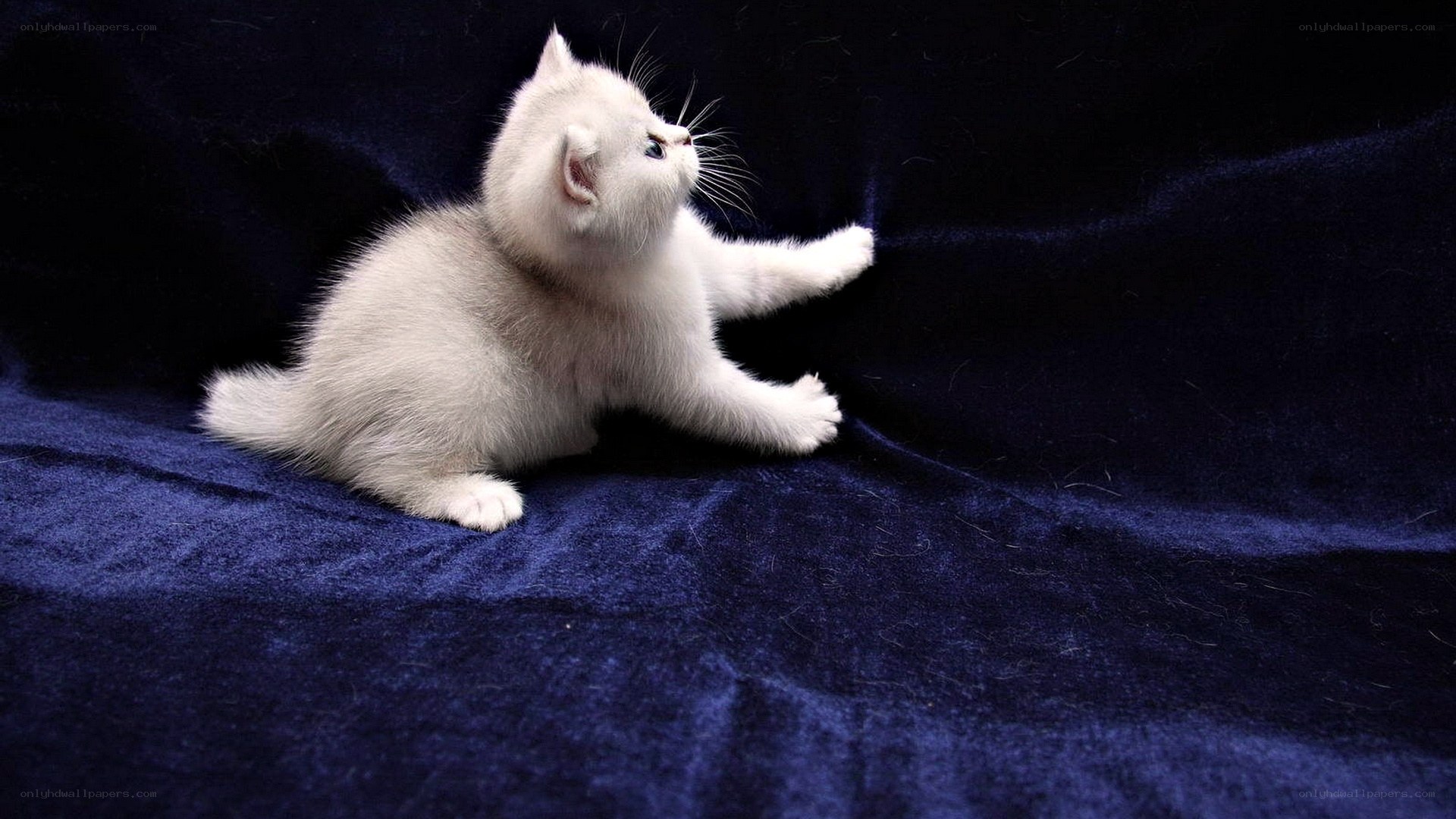 white kitten on blue fabric