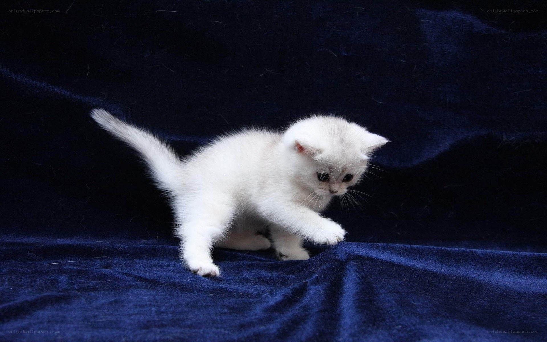white kitten on blue fabric