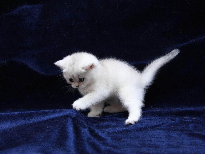White Kitten on Blue Fabric — Calm