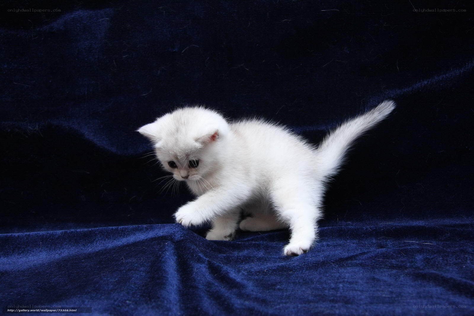 white kitten on blue fabric