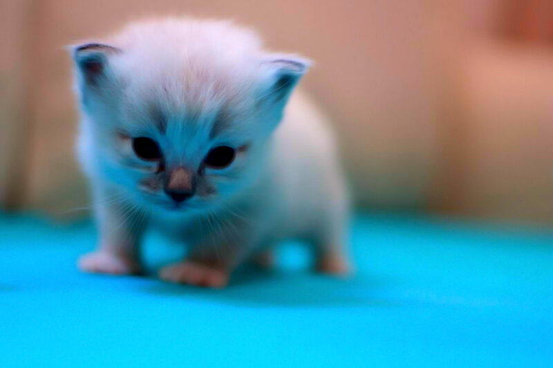 White Kitten on Blue Surface