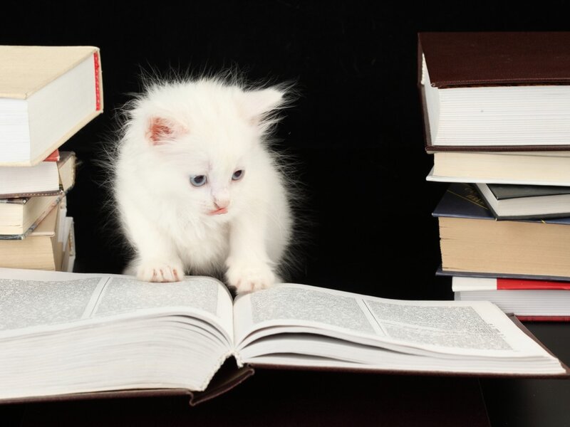 White Kitten on Book — Calm, Photograph
