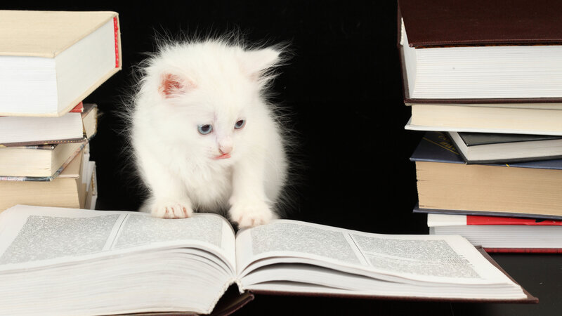 White Kitten on Book — Calm