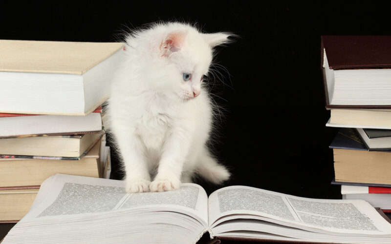White Kitten on Book — Curious