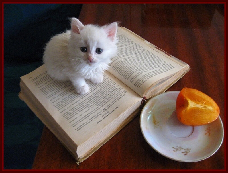 White Kitten on Book