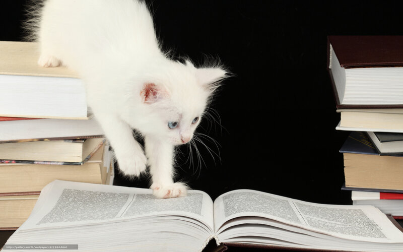 White Kitten on Books — Curious, Photograph
