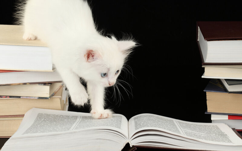 White Kitten on Books — Curious