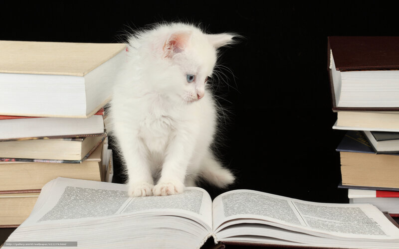 white kitten on books