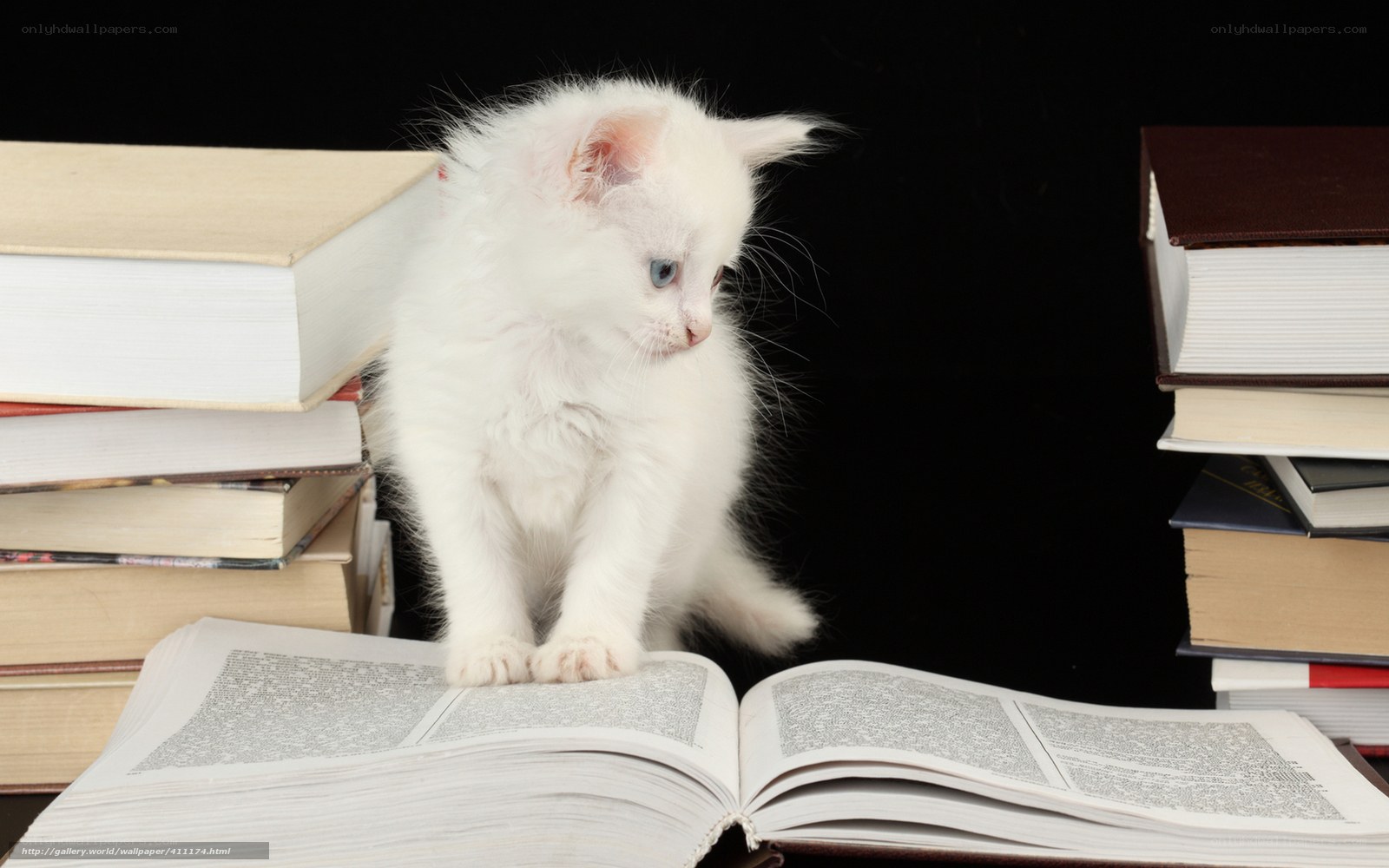 white kitten on books