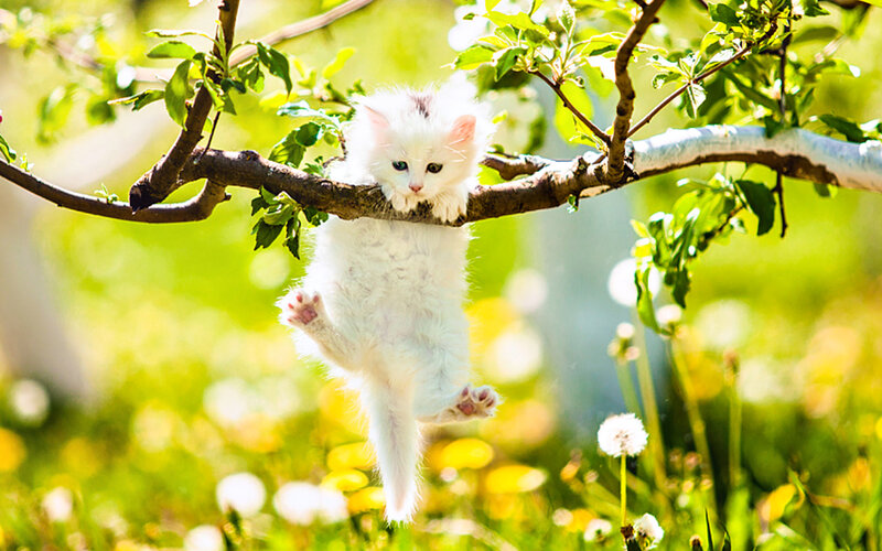 White Kitten on Branch — Serene