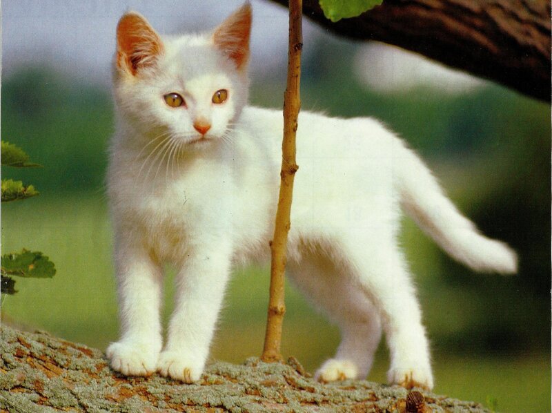 White Kitten on Branch