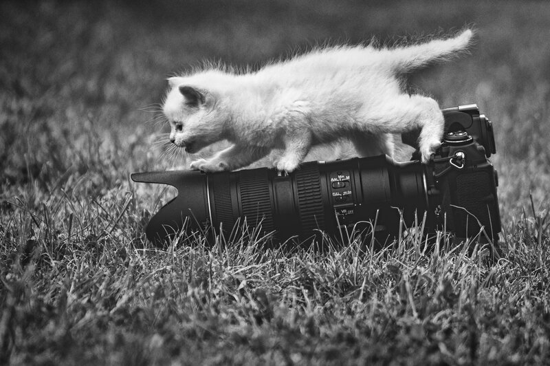 White Kitten on Camera