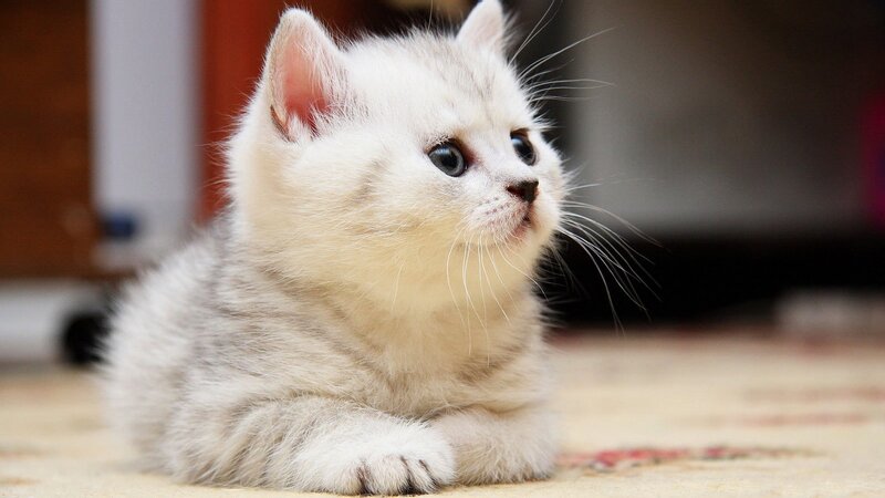 white kitten on carpet