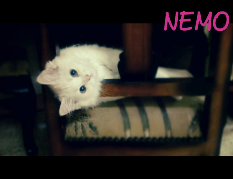 White Kitten on Chair — Calm