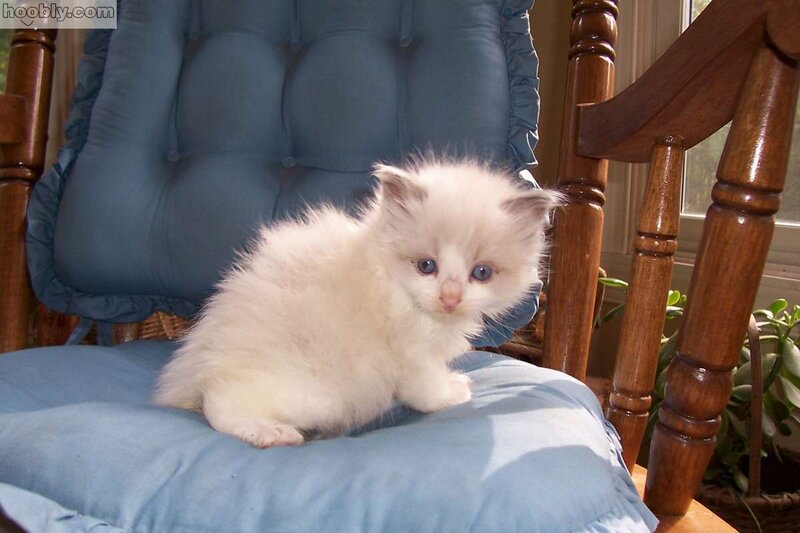 White Kitten on Chair