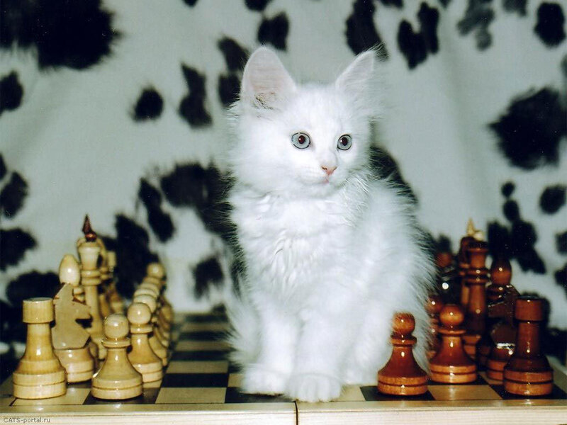 White Kitten on Chessboard