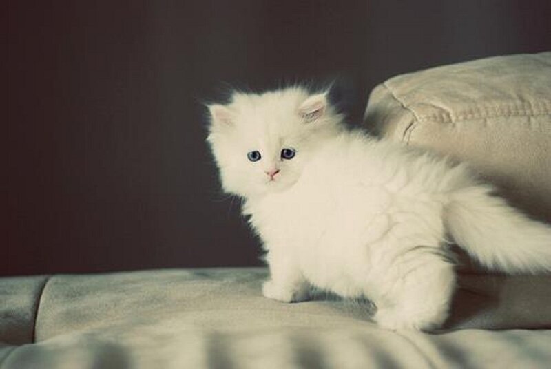 White Kitten on Couch — Calm