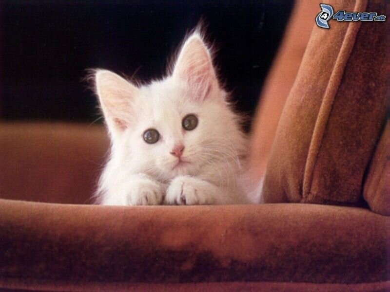 White Kitten on Couch