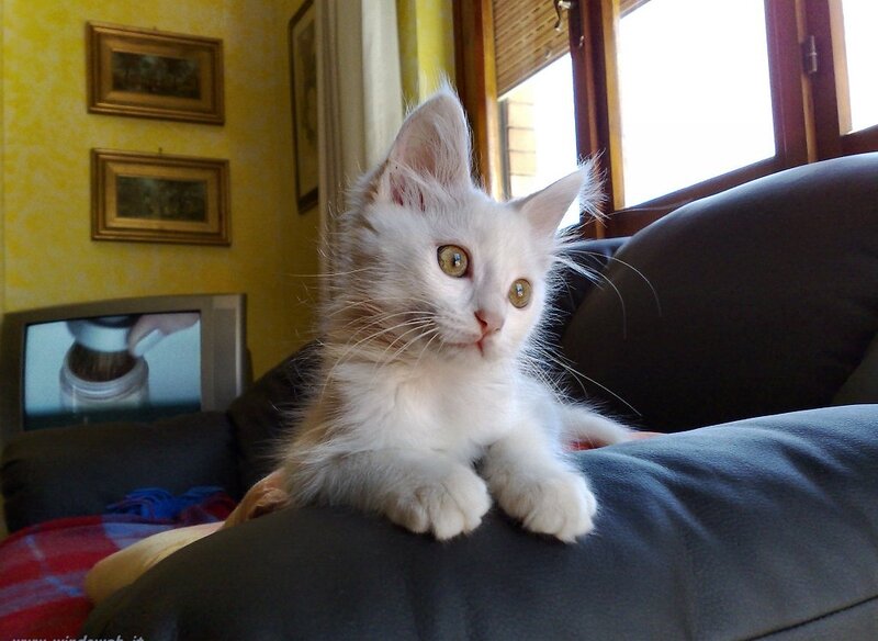 White Kitten on Couch — Yellow