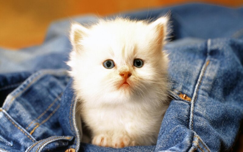 white kitten on denim