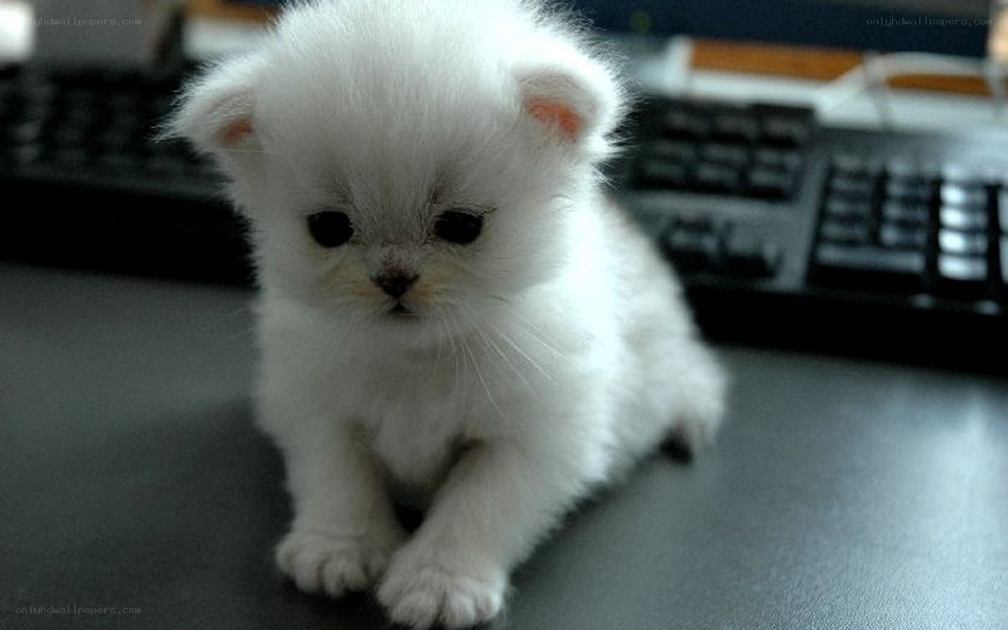 white kitten on desk