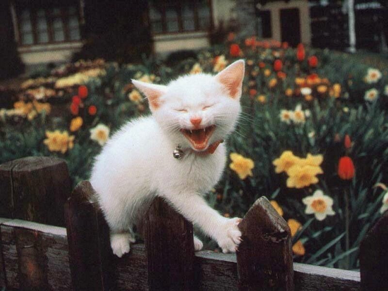 White Kitten on Fence