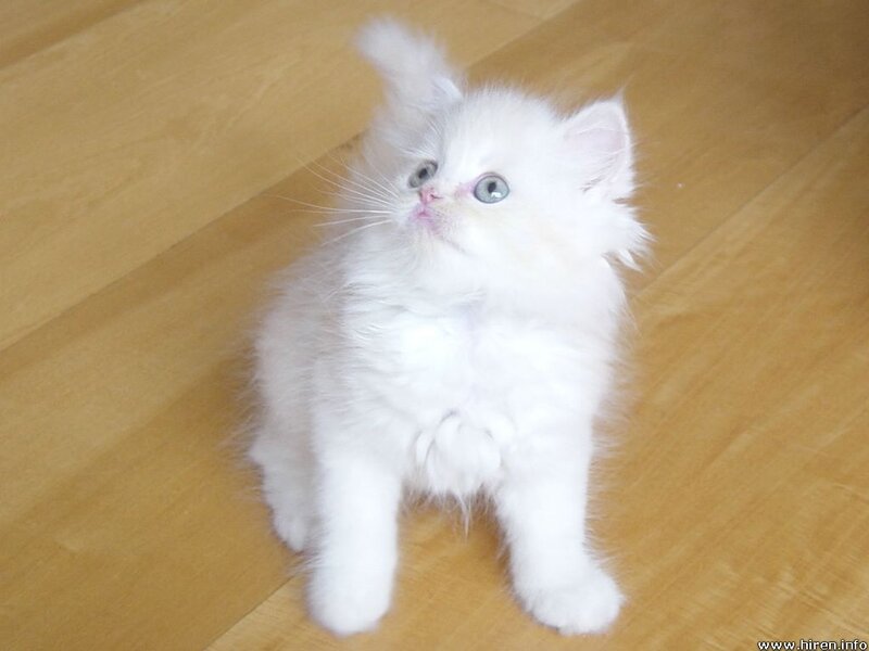 White Kitten on Floor