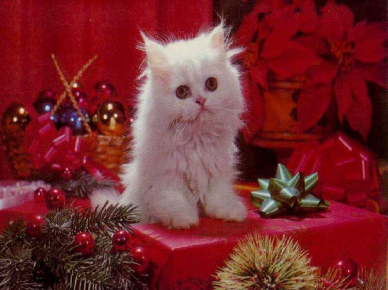 White Kitten on Gift — Red