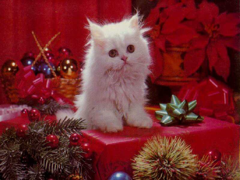 White Kitten on Gift